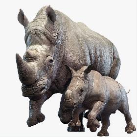 Rhino Family (Animated) 3D